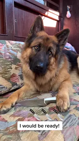 #stitch with @mruncleganggang #fyp #come #germanshepherd #protector #dog #animals #viral