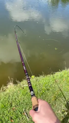 ‼️TAG ME IN YOUR 5 SECOND FISH CATCH OR DUET THIS‼️ or 2 seconds 🤷🏼‍♂️😂 #FloridasFavorite #ExoticExpress #Stackz954