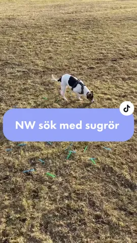 Idag provade ett helt nytt sök👍🏼 Var med i min GW på instagram, länk i profilen eller elinelizabethj💖 #nosework #danishswedishfarmdog