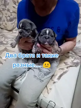#щенкифранцузкогобульдога #щенкифранцузики #щенки #frenchbulldoglobe #бульки #французики #puppylove #toptiktok