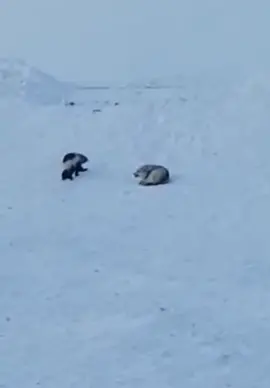 Волк и таежная гиена Росомаха.