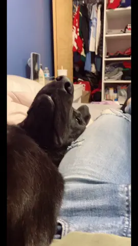 Does anyone’s dog do this or is mine broken?