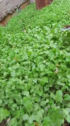 #اصنع_معروفاً_واغرس_فكراً☘️❤️❤️ #خواطر_احمد_الشقيري #لا_تيأسوا_من_روح_الله #ولآخر_لحظة #اصنع_معروفا_واغرس_فكرا🌴 #زراعه_خضراوات #أحمد_الشقيري #زراعه