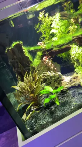 Short video about some fish 🐟 sheeeesh #fyp #fypシ #viral #fish #aquarium