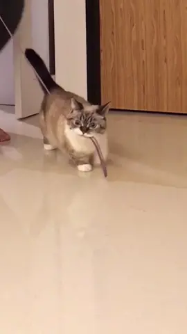 Just a cat walking her hooman😂♥️ #RayBanElevatorDance #PlantersTrickShot #DontSweatIt #fyp #foryou #foryourpage #catsoftiktok #PetsOfTikTok #cute #u