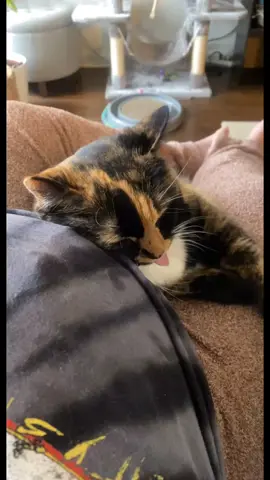 Me loves her though. 🥺🥰 My mini feets. Mimi pretty princess. Meems. Marlena. Official given name - Marleigh 🐱 #catsoftiktok #catlover #catlove