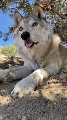 Kona the 👁👅👁 wolf #wolves #wolftok #wolf #wolfsanctuary #nonprofit #cute