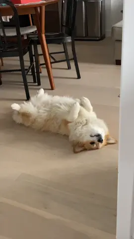 get a job #corgisoftiktok #fyp