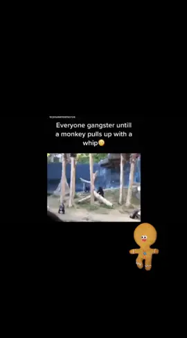 monkey gang