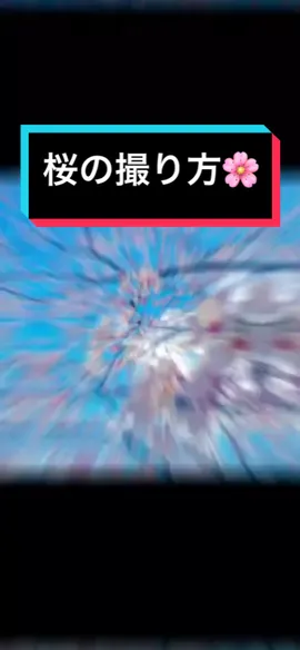 桜の綺麗な撮り方🌸📸/How to take beautiful cherry blossoms#tiktok教室 #桜#撮り方#CherryBlossoms #photographer