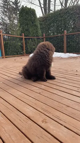What chu lookin at strangaa #dogsoftiktok #puppy #newfie #dog #fyp #stranger