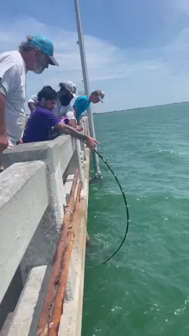 another Jew #skywaymisfits #goliath #goliathgrouper #grouper #floridafishing #fyp #xyzbca #avetreel #huk #fishing