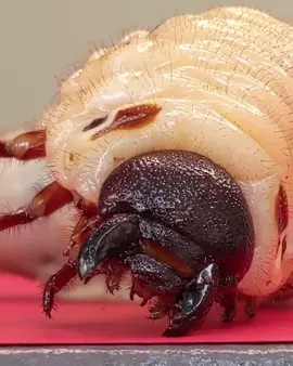 Uma pequena larva de inseto (Dynastes Hércules) 😍. #larva #inseto #fypsounds  🎥 ercolino_beetle