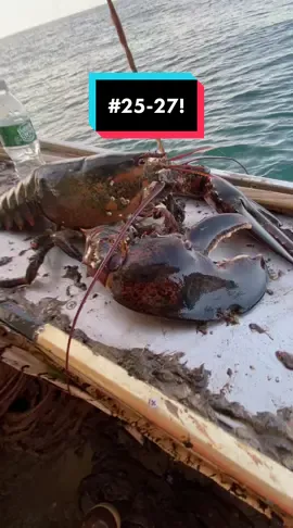 #lobsters 25-27 released 3/24/21 #maine #seafood #forthefuture #sustainable #sustainablefishing #gulfofmaine #fishing #mainefishing #commercialfishing