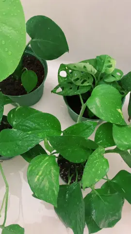 Plant shower 🪴🌿🚿💦 #planttiktok #asmr #relaxingvideos  #pocketsofpeace #plantmom