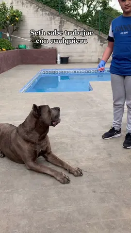 El alumno con Seth👌#canecorsoseth#tiktok#tiktokespaña#canecorso#dog#perros#mascotas#doglove