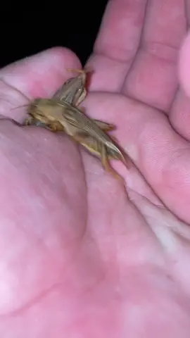 they’re ok they landed on grass #fyp #molecricket