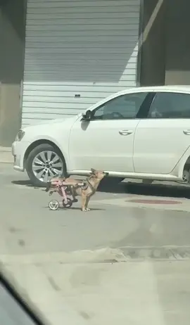 Awww 🥺❤️ 👉🏻👈🏻 #rescuedog #iloveyou #dogs #daddyofdogs #fypシ #dog #fyp