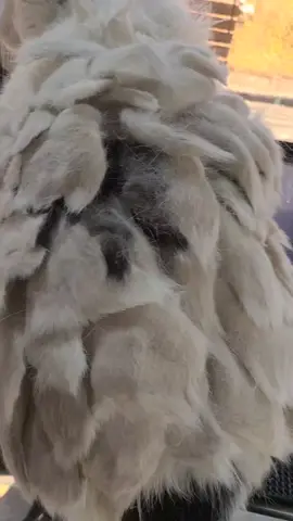 Amazing Cat Cast Matted hair transformation! performed at Scoobies We Do! Mobile pet grooming service 781-961-PETS #catgroomer