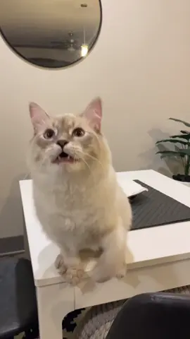 Pay attention to me #fyp #foryoupage #catsoftiktok #siberiancat #pet #EnvisionGreatness #OverShareInYourUnderwear