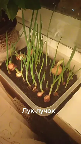 #лук #севок #рассада #лучок #огород #огороднаподоконнике