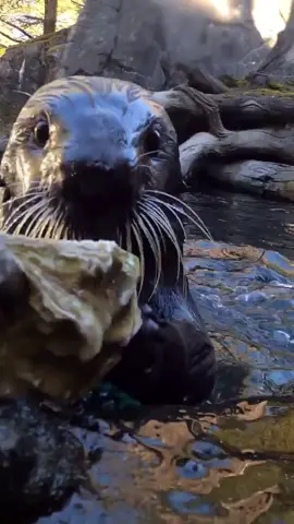 Lincoln the sea otter attempts to shuck an #oyster