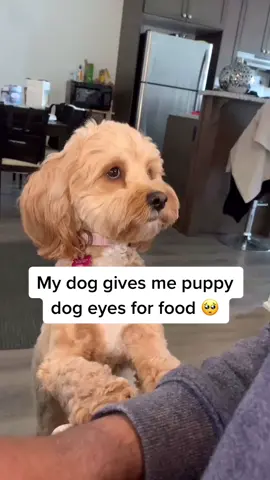 The side eye at the beginning... 😭 #cutepuppy #puppy #doggo #tiktokdogs #petlife #doglove