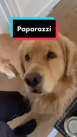 I dooz a follow?😊 #dogsoftiktok #goldenretrievers #fyp