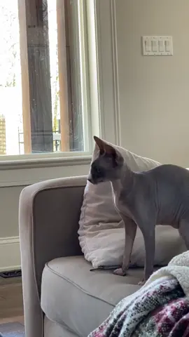 Begs for this cheese then gags everytime but still eats it #catsoftiktok #sphynx #sphynxcat #hairlesscat #funnyanimals #funnyanimalstiktok