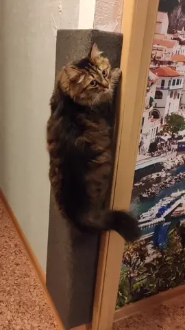 3 этапа строительства смотровой площадки для кота🐱#врек #siberiancat #своимирукамиподарок #лайкаем #сам #тигр