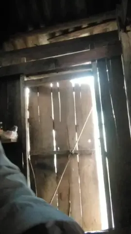 ô li no kuaj..