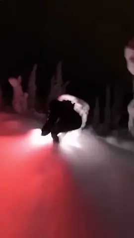 Night snowboarding 💪❄️🌚 (🎥@80sdisneyprince IG) #extreme #extremesports #gainer #snowboarding #snowboard #night #slope #fyp #mountain #tree