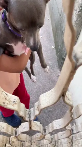 YA QUIERO A MI PERRITA! 😡 Ve la parte 1 para que ENTIENDAS más 🥺 SÍGUEME PARA QUE NO TE PIERDAS PARTE 3!