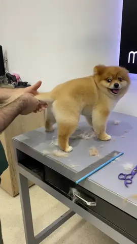 #dogscute #dogsvideo #dogsofttiktok