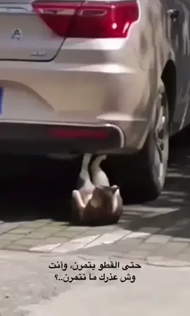 فكاهي#مضحك#قطط#سبايك#حديد#تمارين_نسائية