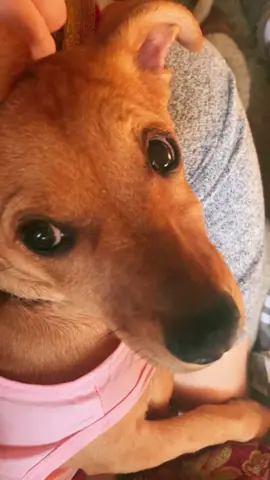 My baby ☺️ #coco #fyp #dogsoftiktok