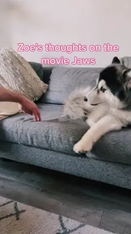Zoe’s least favorite Steven Spielberg movie 🤣 #husky #huskysoftiktok #dogsoftiktok #dogsoftiktoks #huskylife