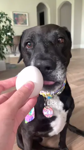 She didn’t understand the egg challenge 🥚 #fail #dogfail #eggchallenge