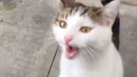 #cat #catsoftiktok #aww #scream #sophie #catlover #baby #kitty #kittycat #meme #catmememe #meow #windows #crash #exe #wahh #feline #kittycat #pets