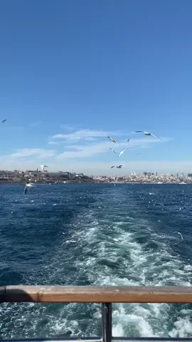 #рек #рекомендации #турция #стамбул #босфор #чайка #море #stambul #turkey