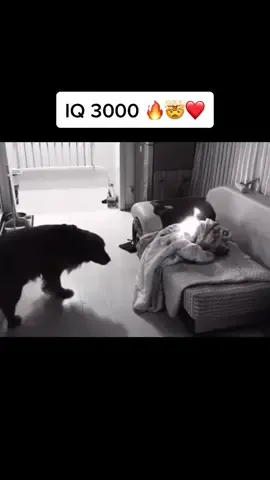 Super doggo 🙌🏻❤️ #life #smartdog #dogs #daddyofdogs #dog #fyp #foryou #foryoupage