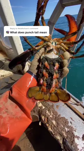 Reply to @4ktalkshow #maine #mainefishing #lobster #lobsterfishing #lobsterlessons #sustainable #forthefuture #future #commercialfishing