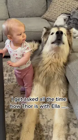 Gentle Giant 🐺 @thor_the_malamute #giantdog #dogsandbaby #dogsandbabies #babyandmalamute #alaskanmalamute #dogsoftiktok