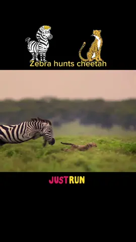 Zebra hunts cheetah #zebralove #cheetahlee #gepardo #RicolaEscape #fürdich #fyp #habitat