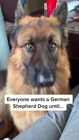 #fyp #germanshepherd #dog #viral