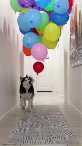 Sky turned 7 😭🥳🎉 #happybirthday #AprilFools #husky #dogsoftiktok #huskies