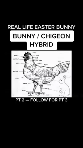 EASTER BUNNY ATTEMPT PT 2 — #CHIGEON / #BUNNY 🐰 🐓 — #fy #fyp #foryou 🧬 #dna #Science FOLLOW FOR PT 3  #DINOSAURS UP NEXT