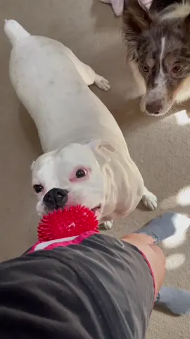 Best distraction ever ❤️ ##ilovemydog #funnydogs #cutedogs #laylatheboxer #mom #dogmom #whiteboxersoftiktok