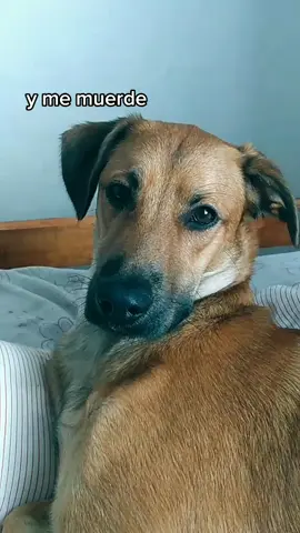 jaja mí ahijada // ig juanicelis13 // #cachorra #enrredados #muerde