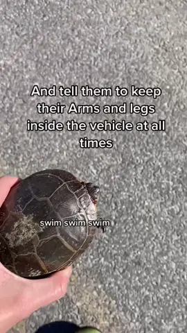 The turtle content u didn’t know u needed #FreeFreeDance #learningontiktok #AmongUs #todaystiktok #todayyearsold #fypsounds